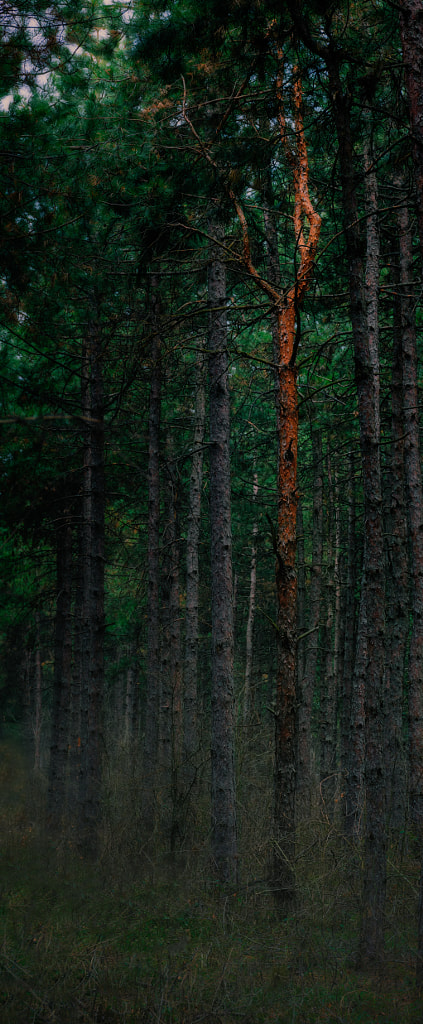 Different color pine tree in local forest by Milen Mladenov on 500px.com