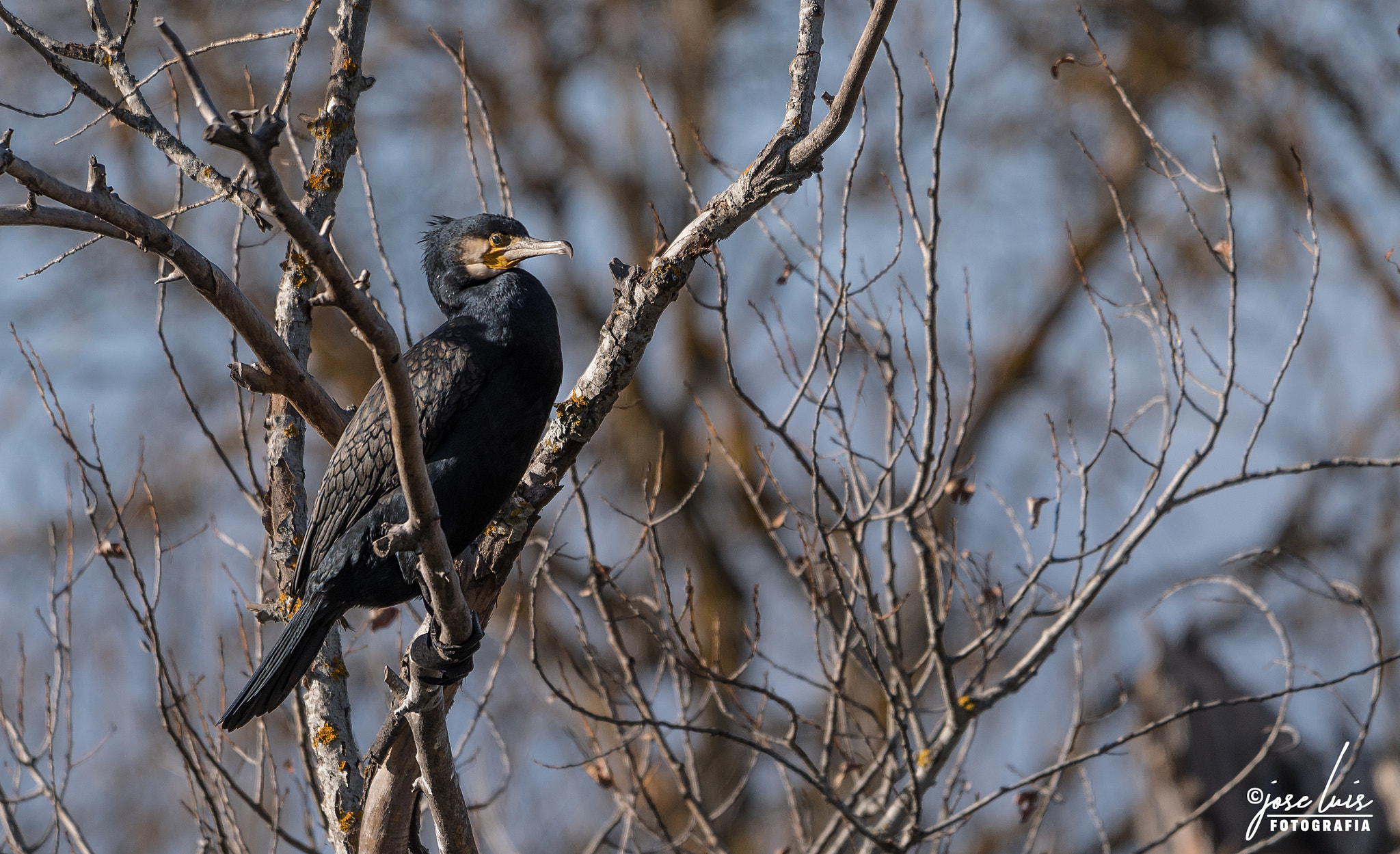 Cormorán grande (Phalacrocorax carbo)