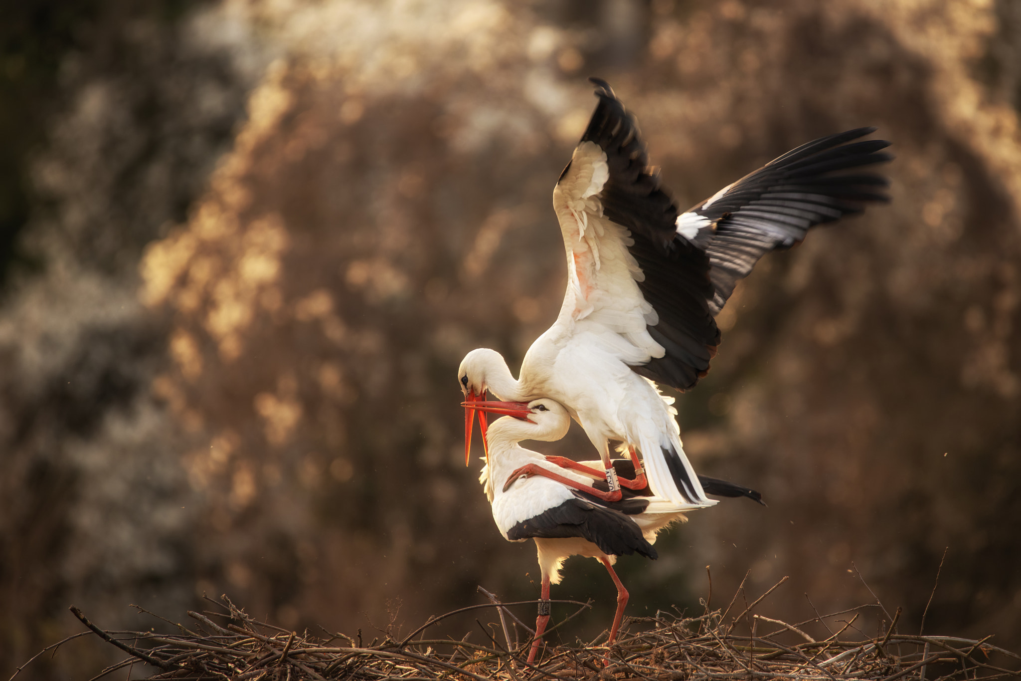 I want an egg of yours ...