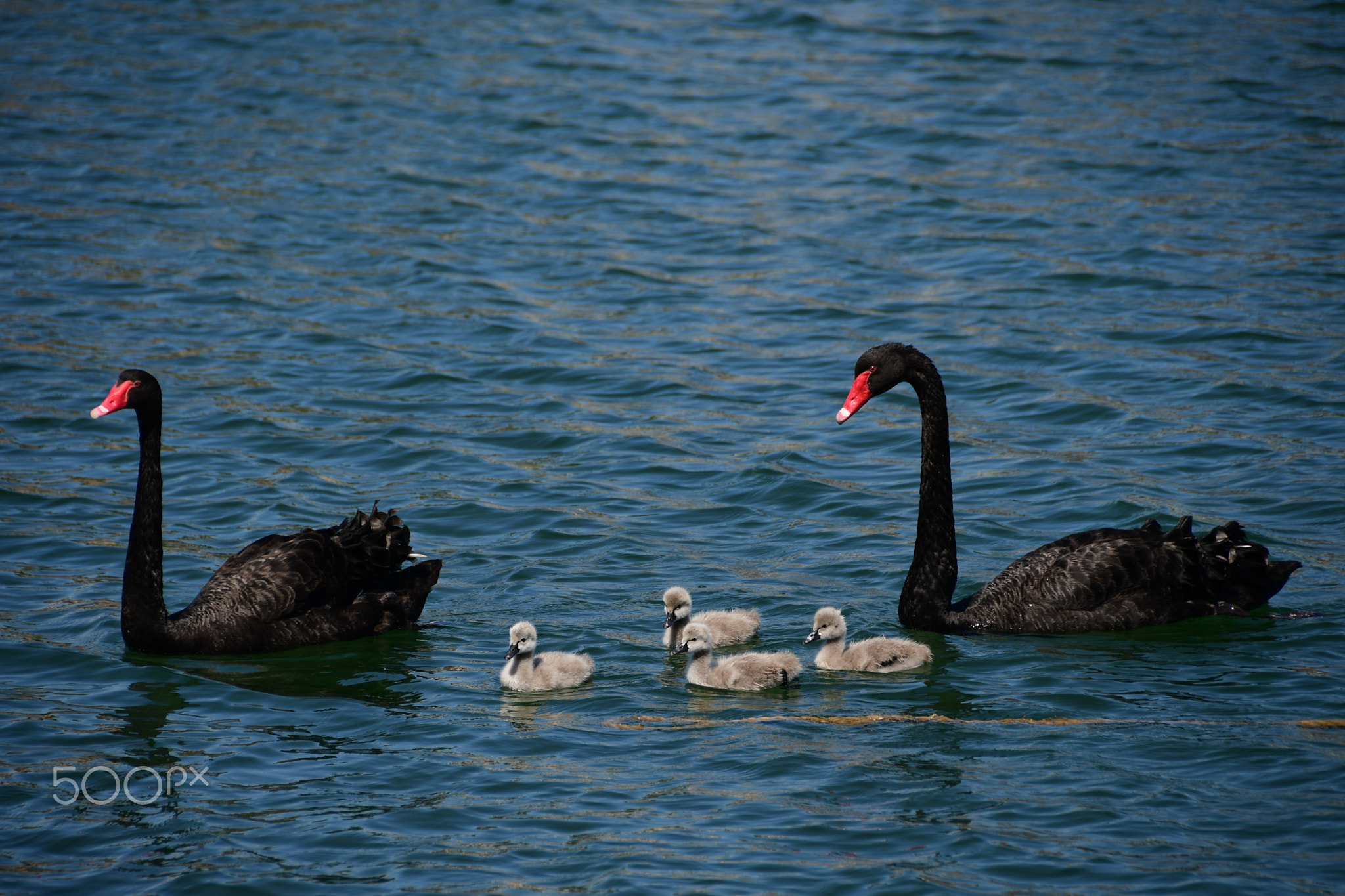 Swan Family