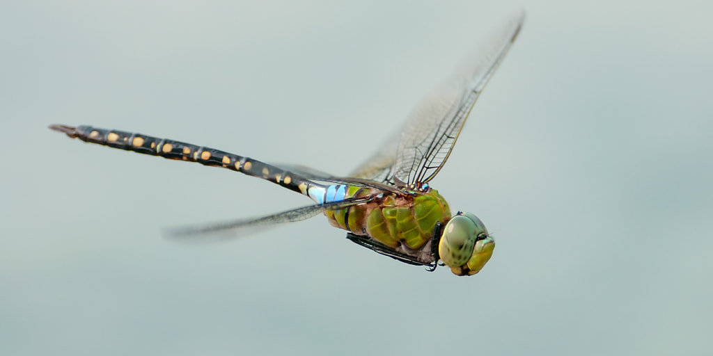 Pale-spotted Emperor by Ken Cheung on 500px.com