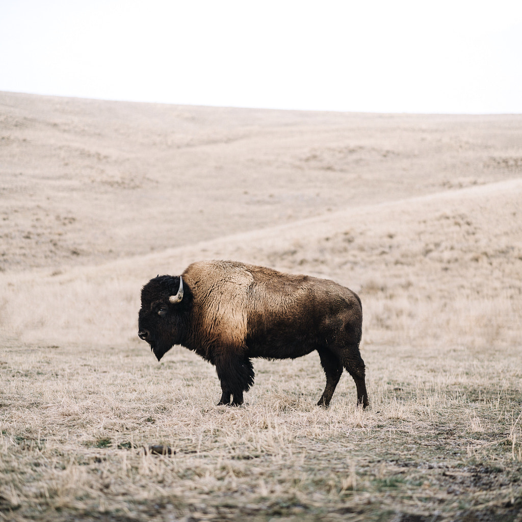Bison by Tanner Wendell Stewart on 500px.com