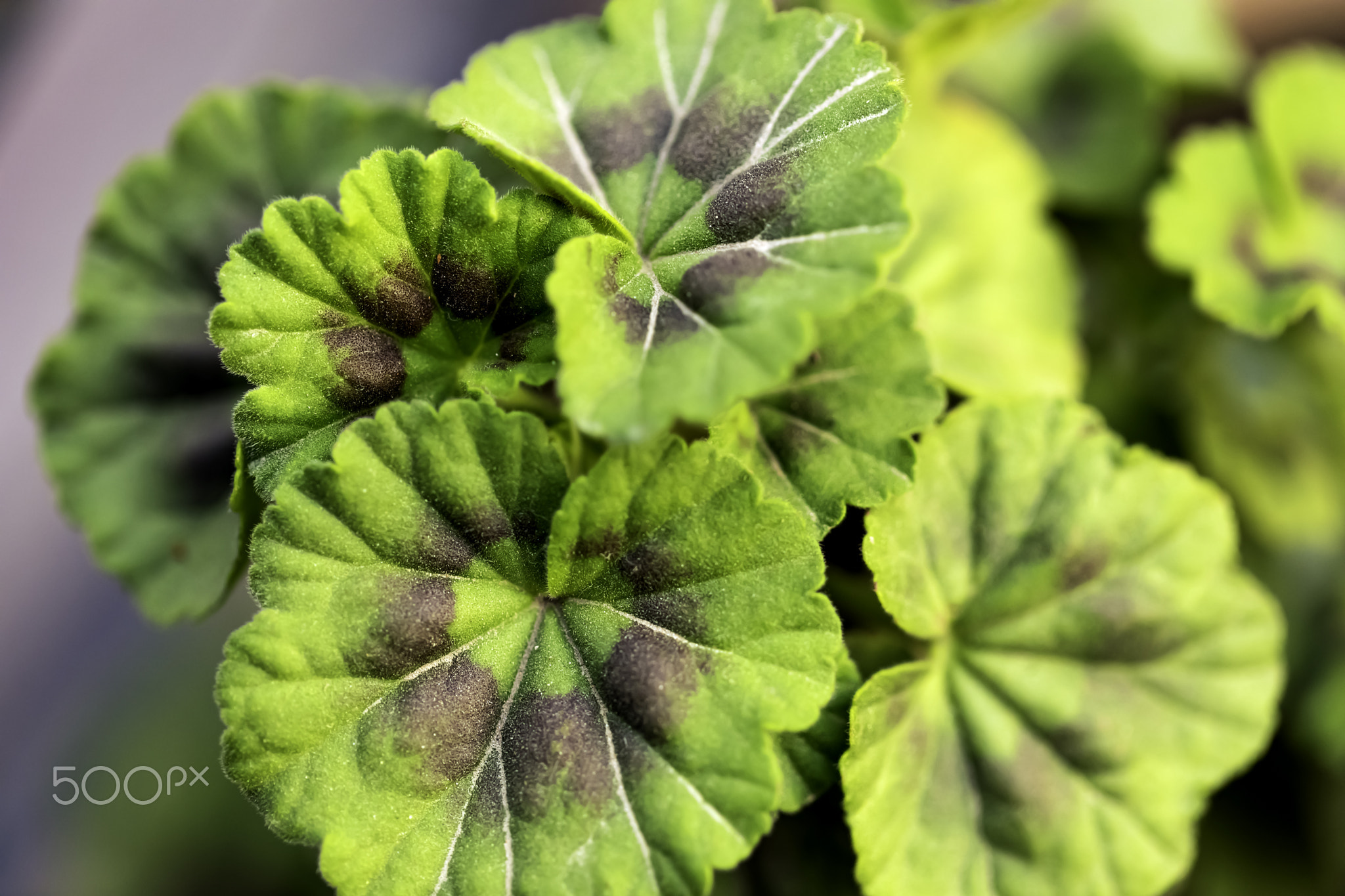 Centella asiatica