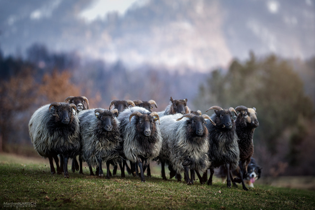 Sheep by Manfred Karisch on 500px.com