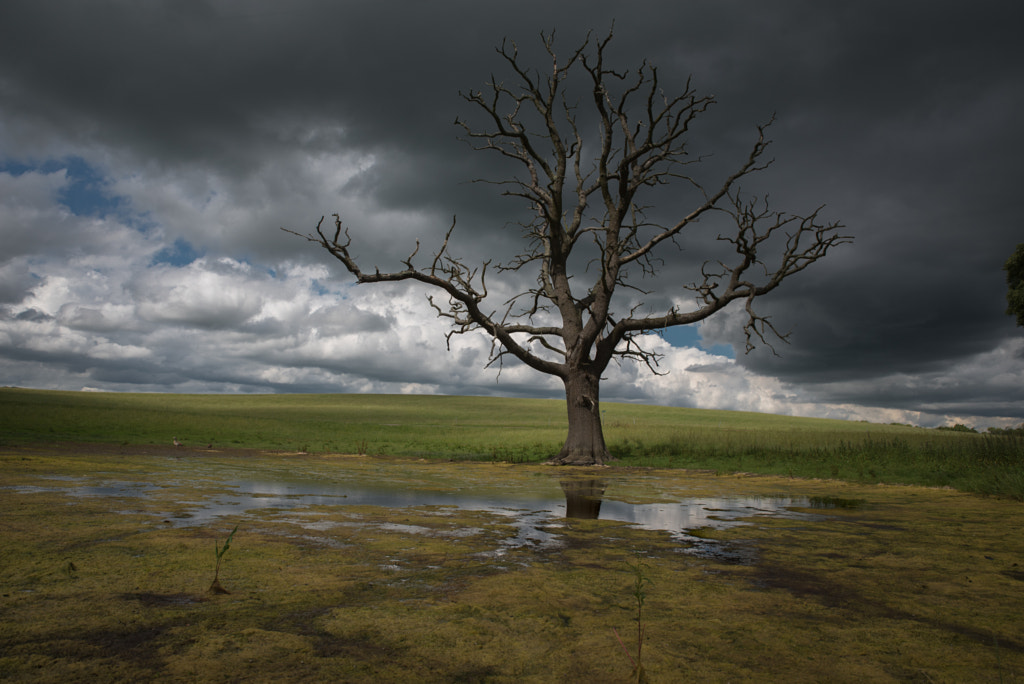 Moody tree by Gary Taylor on 500px.com