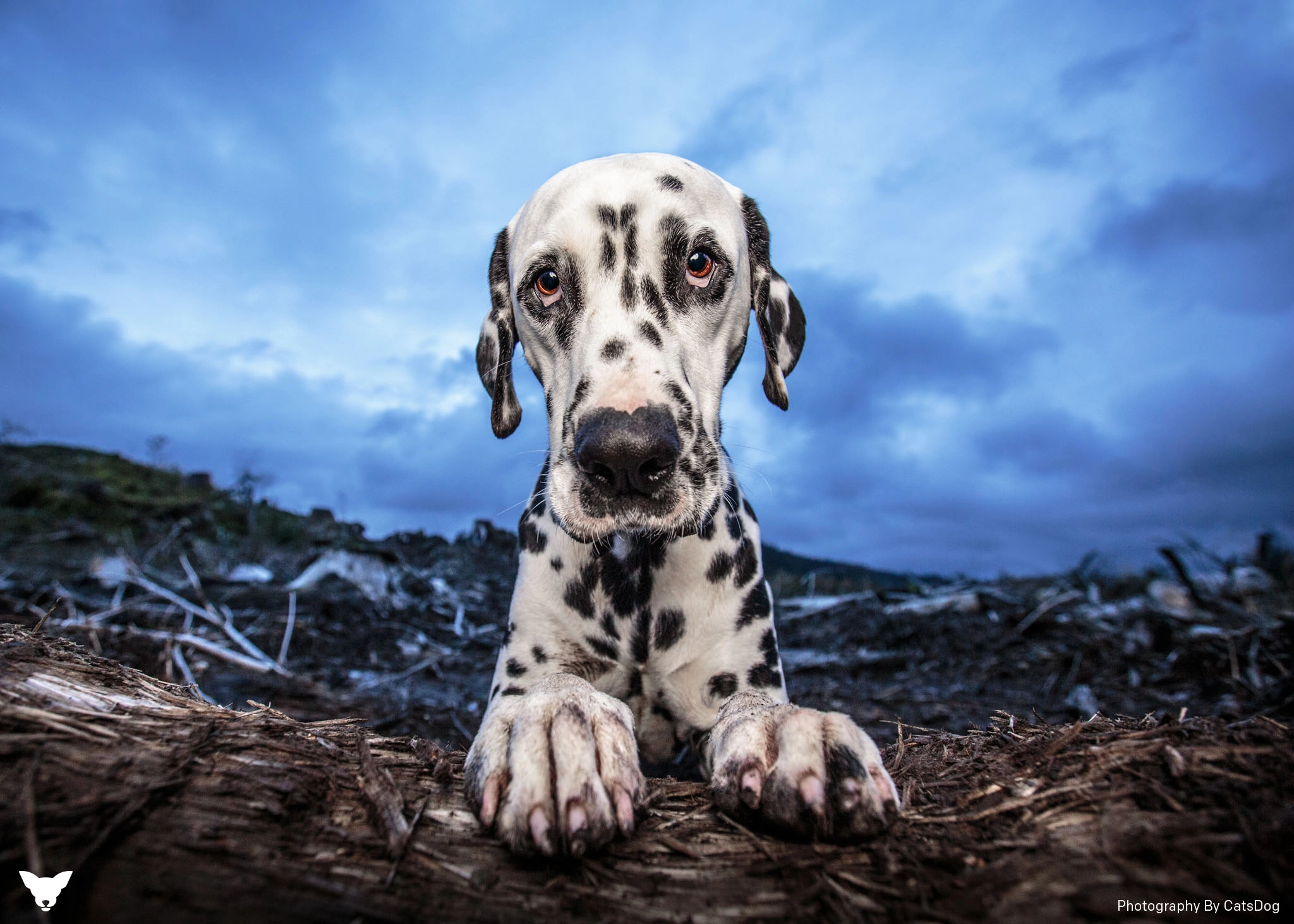 Galloway Forrest Adventure