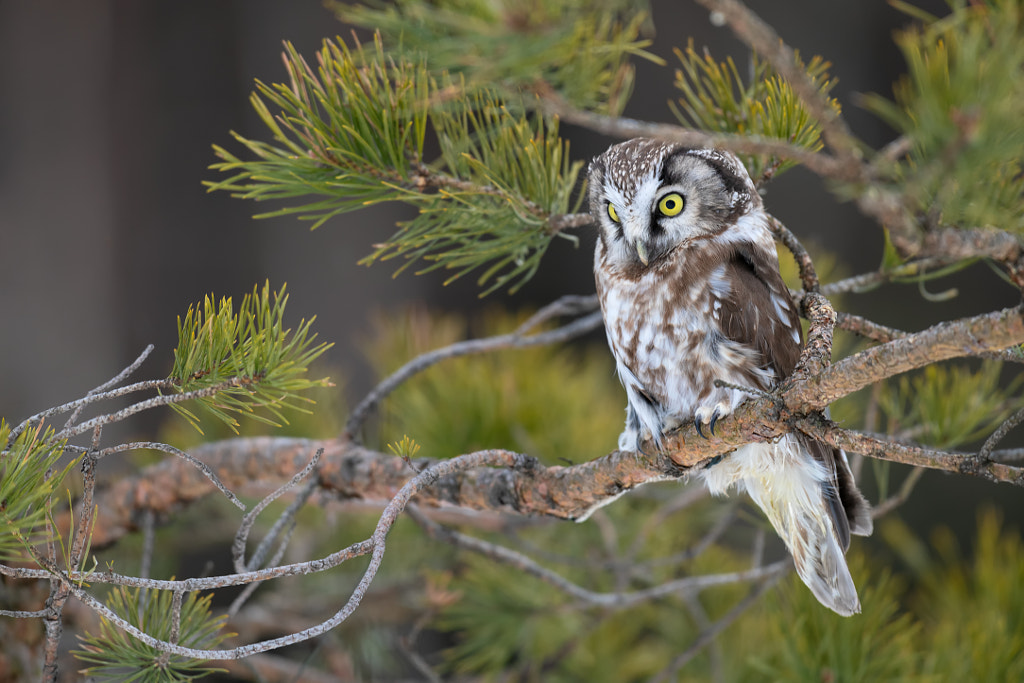 Boreal owl  Most Common Birds in Pennsylvania - common pennsylvania birds birds of pennsylvania-common- pennsylvania birds-backyard birds of pennsylvania -birds native to pennsylvania -winter birds of pennsylvania -birds of pennsylvania identification