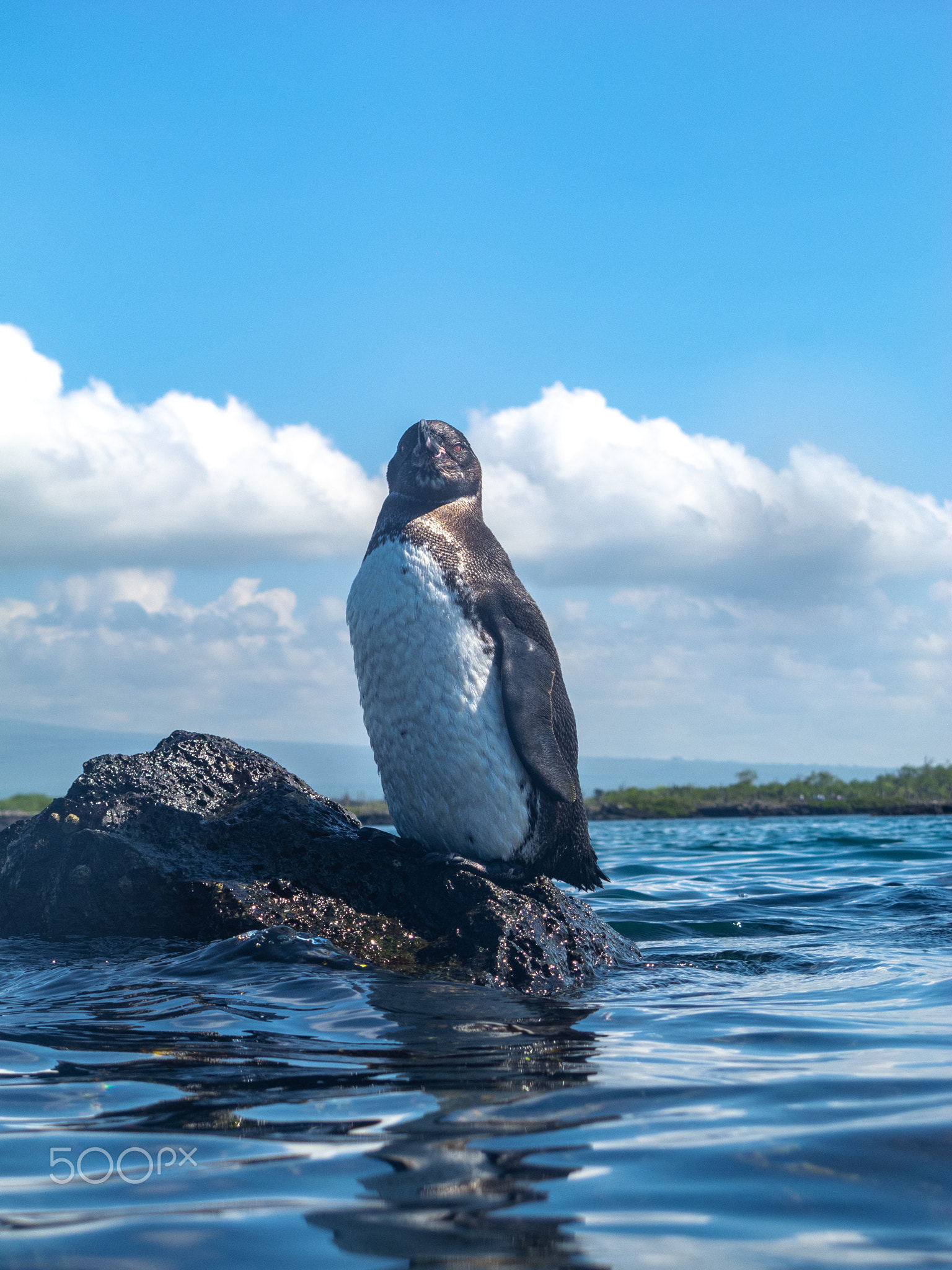 Galapagos Pengiun on Rock