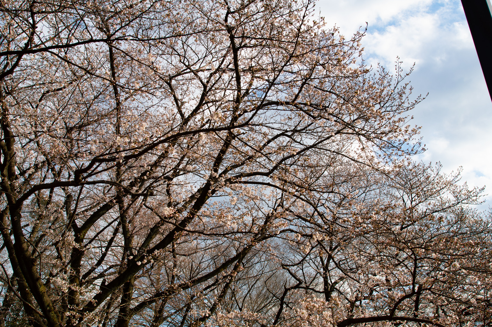Sakura 7