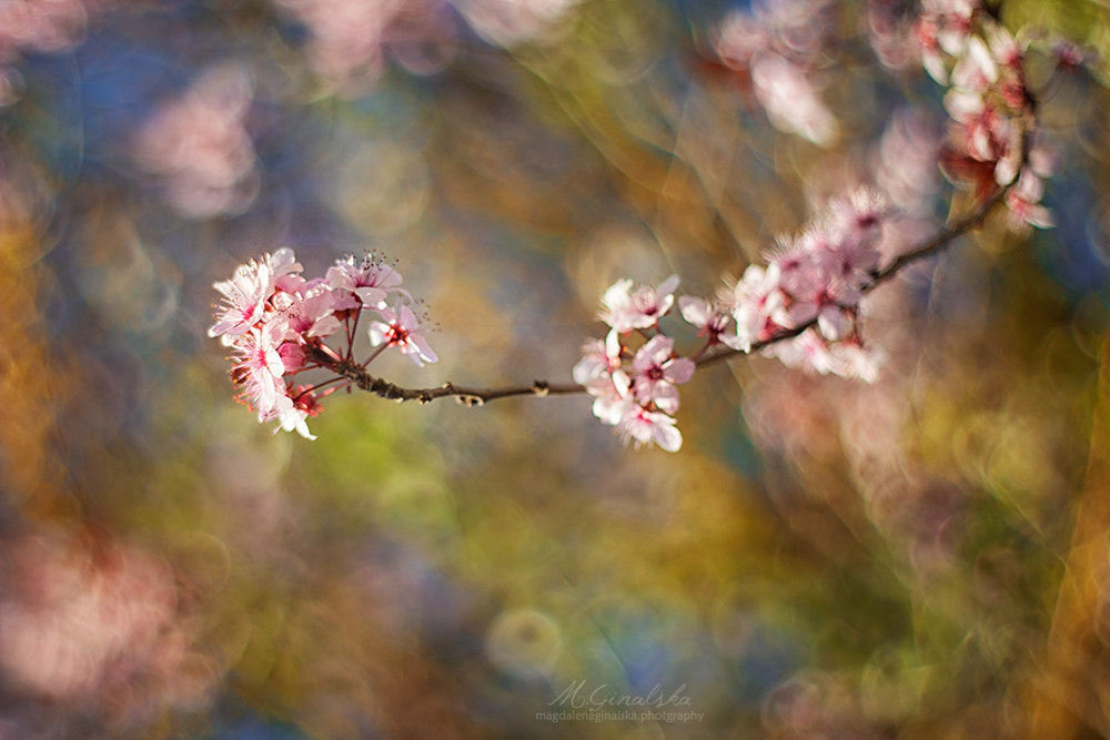 Spring Walz by Magdalena Ginalska on 500px.com