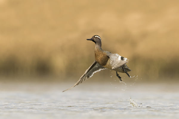 ..garganey.. by Maurizio Mazzanti on 500px.com