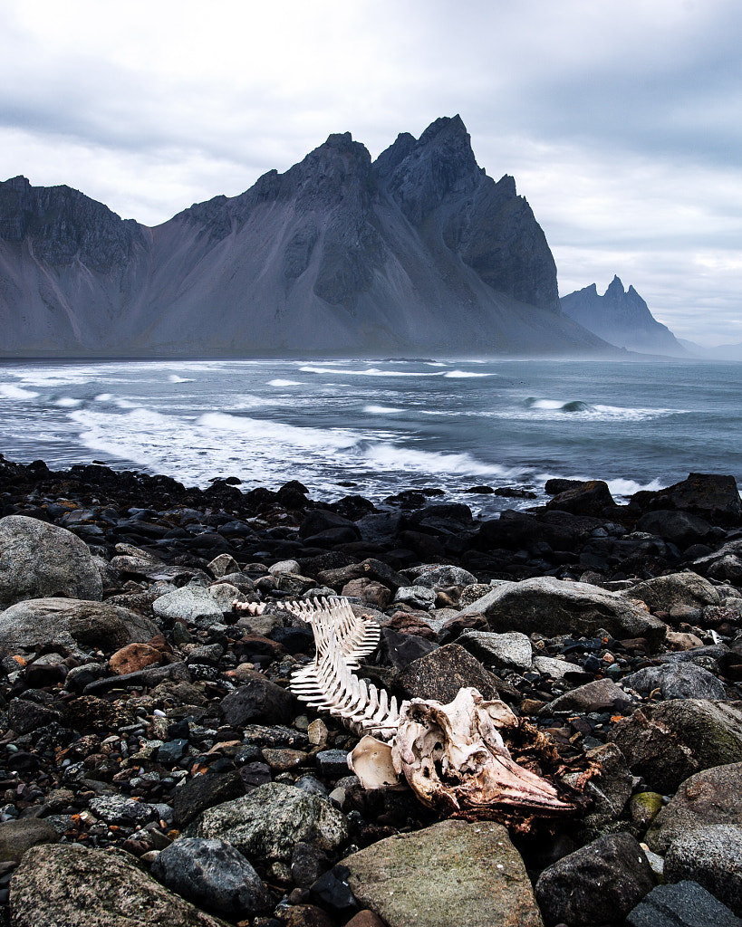 Whale Skelton by Tanner Wendell Stewart on 500px.com