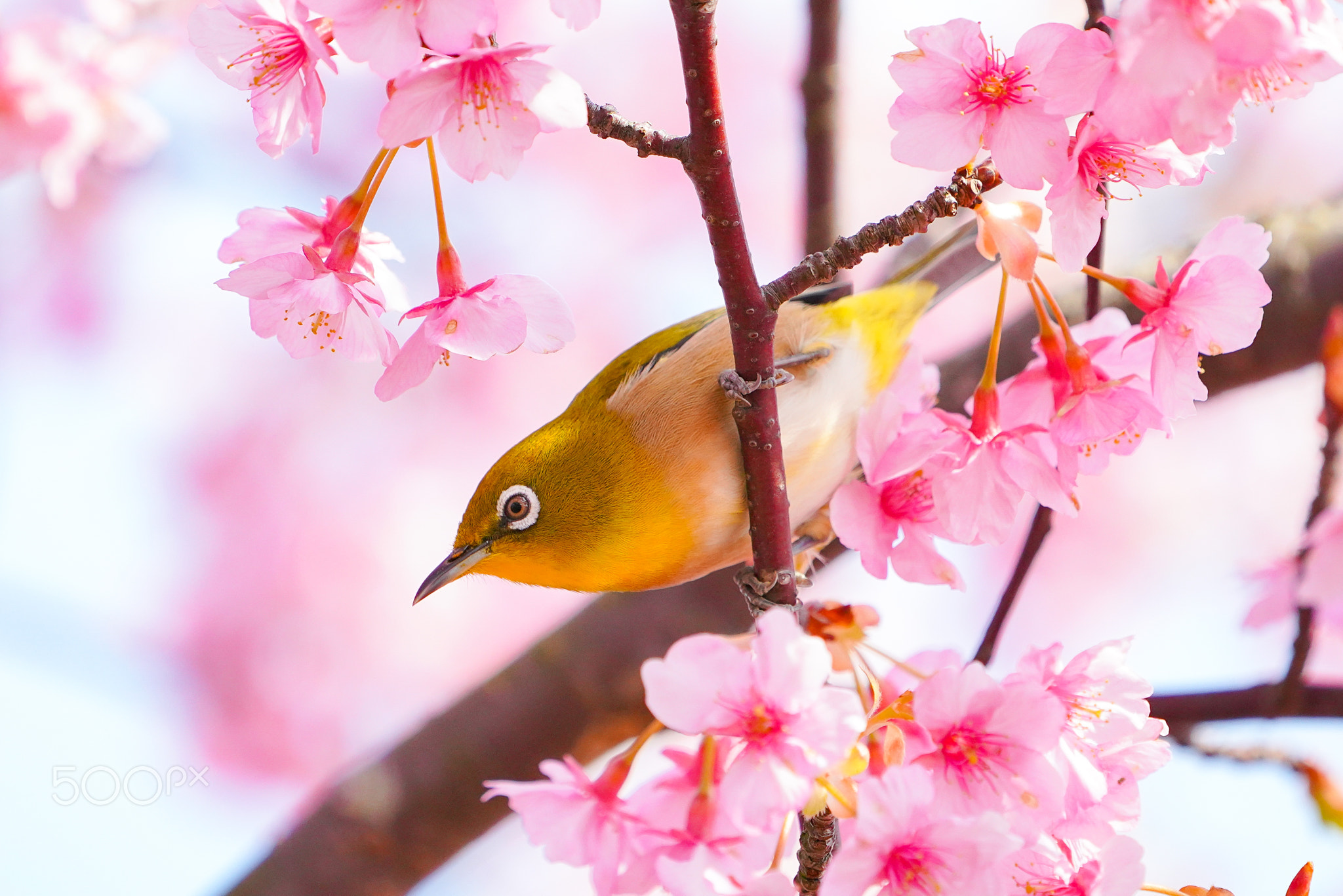 Japanese white-eye with cherry blossom