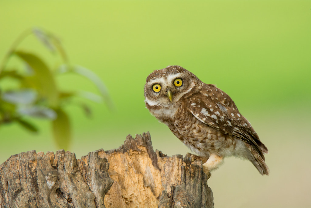 Spotted Owlet by Malay Maity on 500px.com