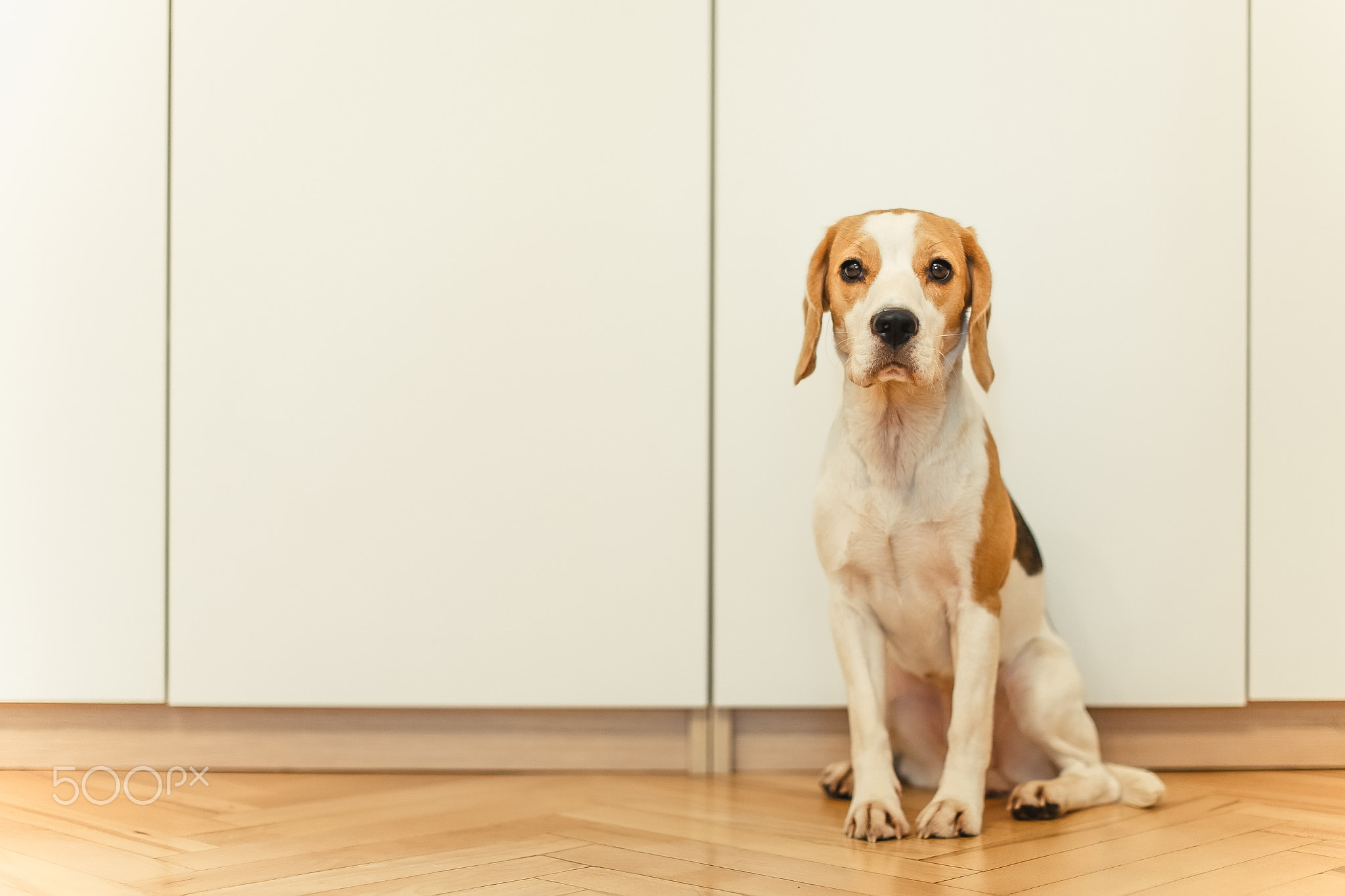 Beagle puppy