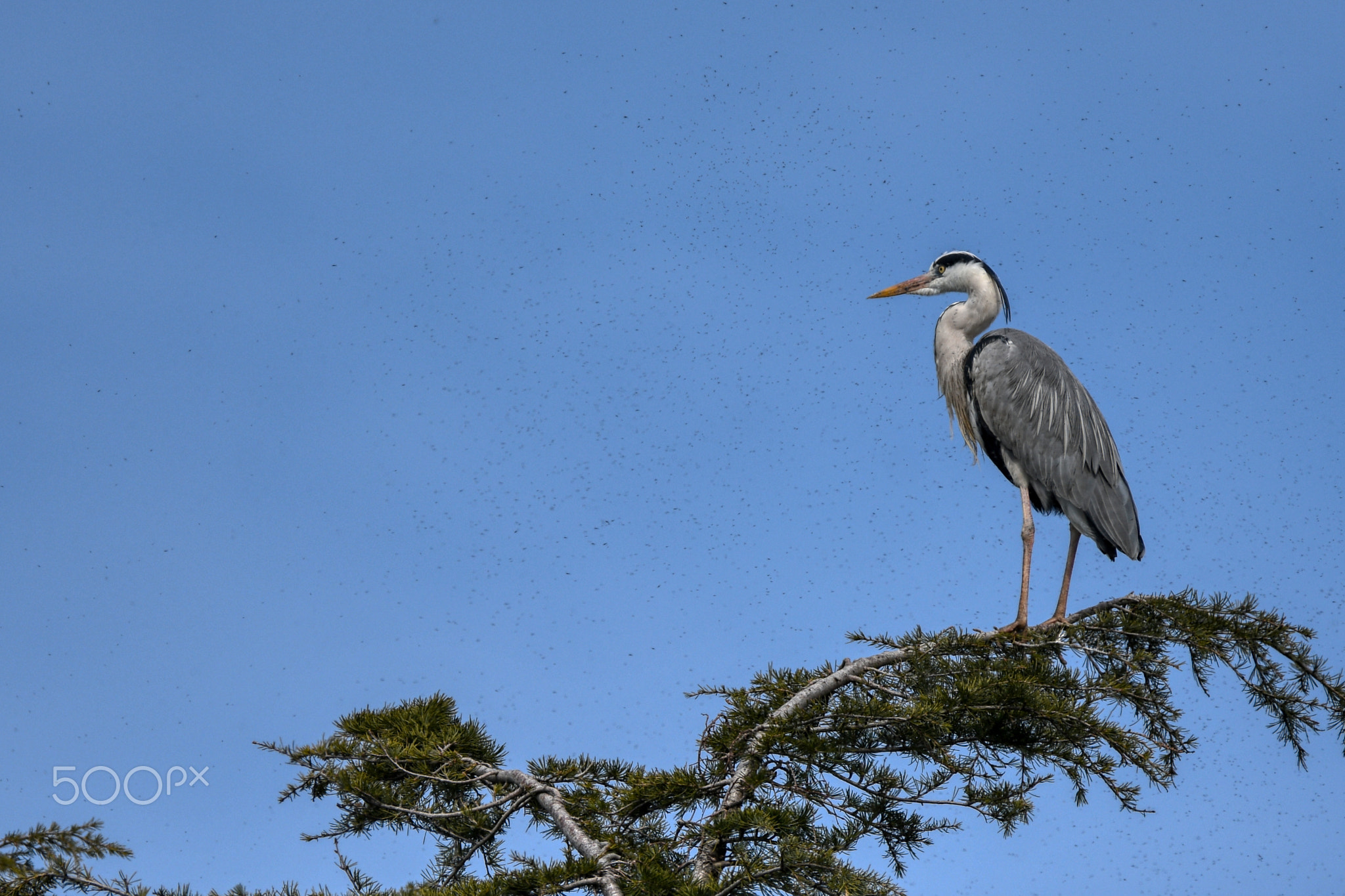 Grey Heron and Mosquitos in Tokyo
