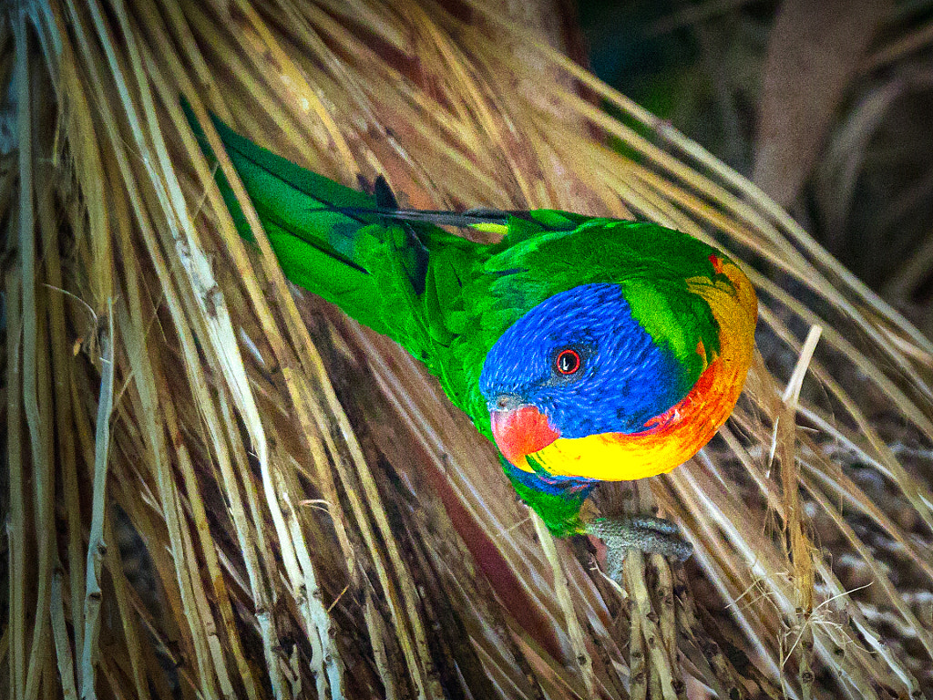 Rainbow Lorikeet by Paul Amyes on 500px.com