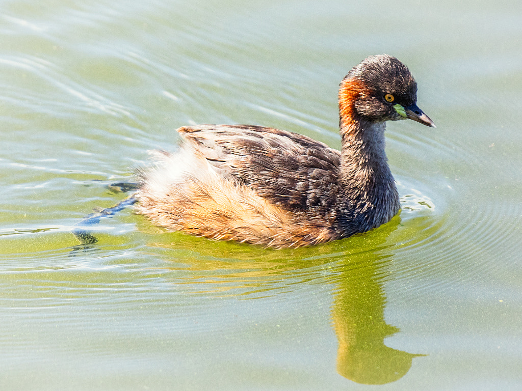 Australasian Grebe by Paul Amyes on 500px.com