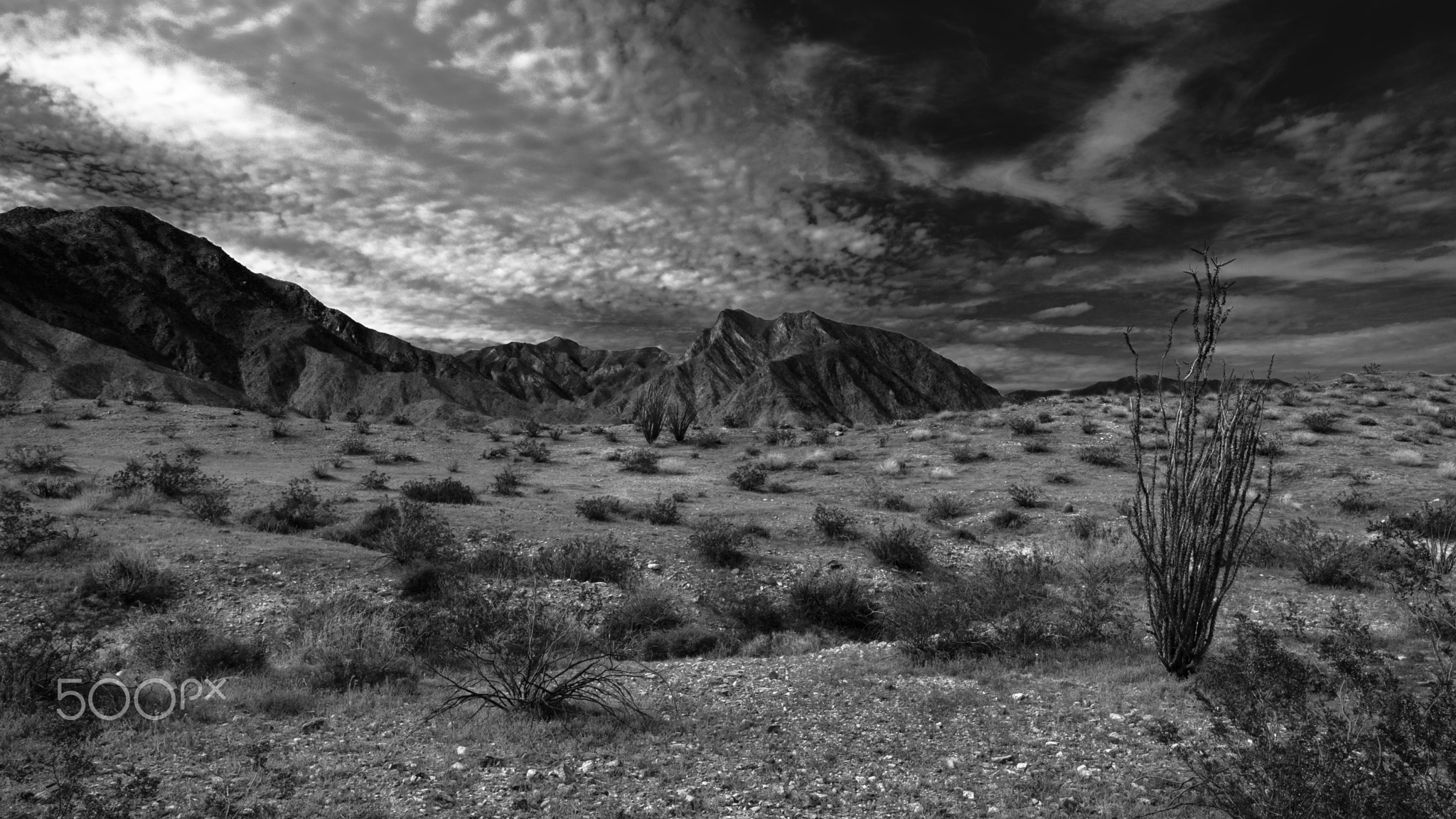 Anza Borrega Desert V
