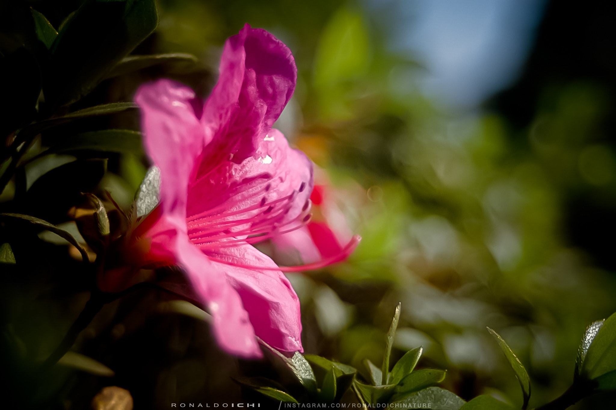 Nature Plants and Flowers