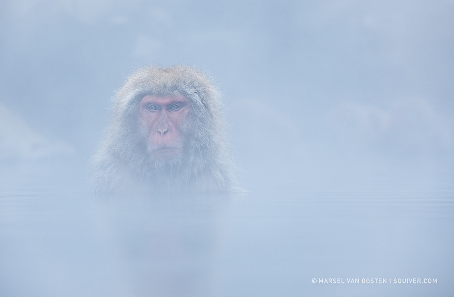 Steamy Bath by Marsel van Oosten on 500px