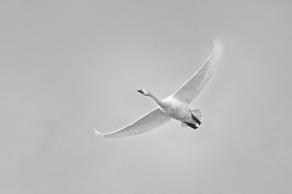 白鳥 by Kousuke Toyose on 500px.com