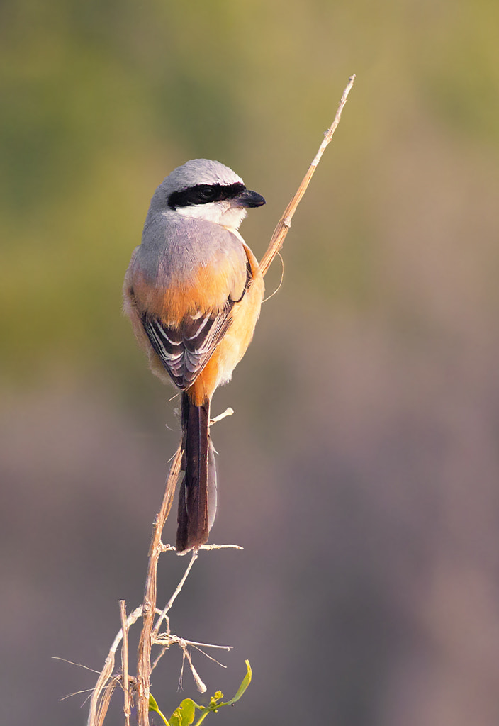 Long Tailed Shrike by Amjad Khan / 500px