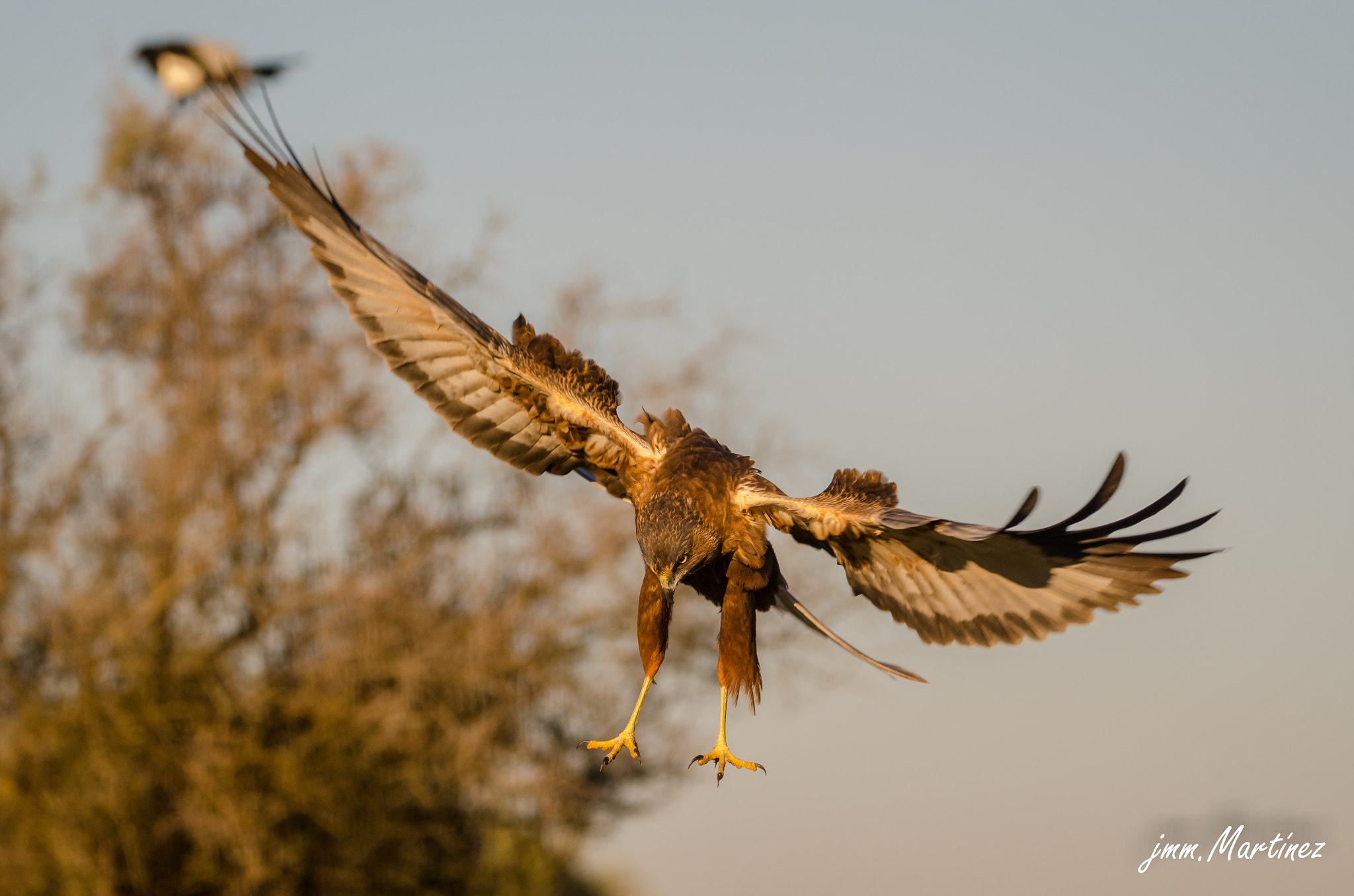 Aguilucho Lagunero Melánico (Circus aeruginosus)