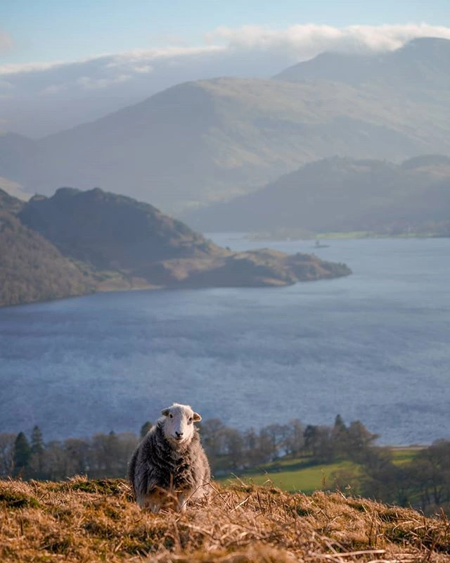 Sup

#lakedistrict #layers #sheepportrait #viewsfordays

Too many photos no time to go through...