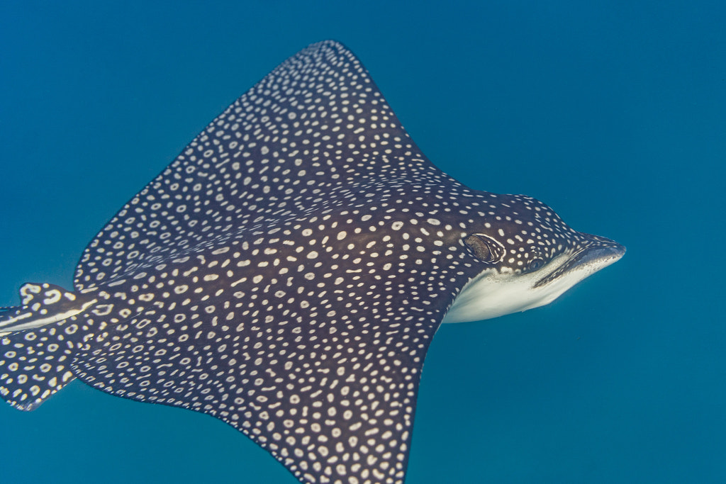 Spotted eagle ray Finding Nemo Characters in real life: Mr. Ray – Spotted eagle ray