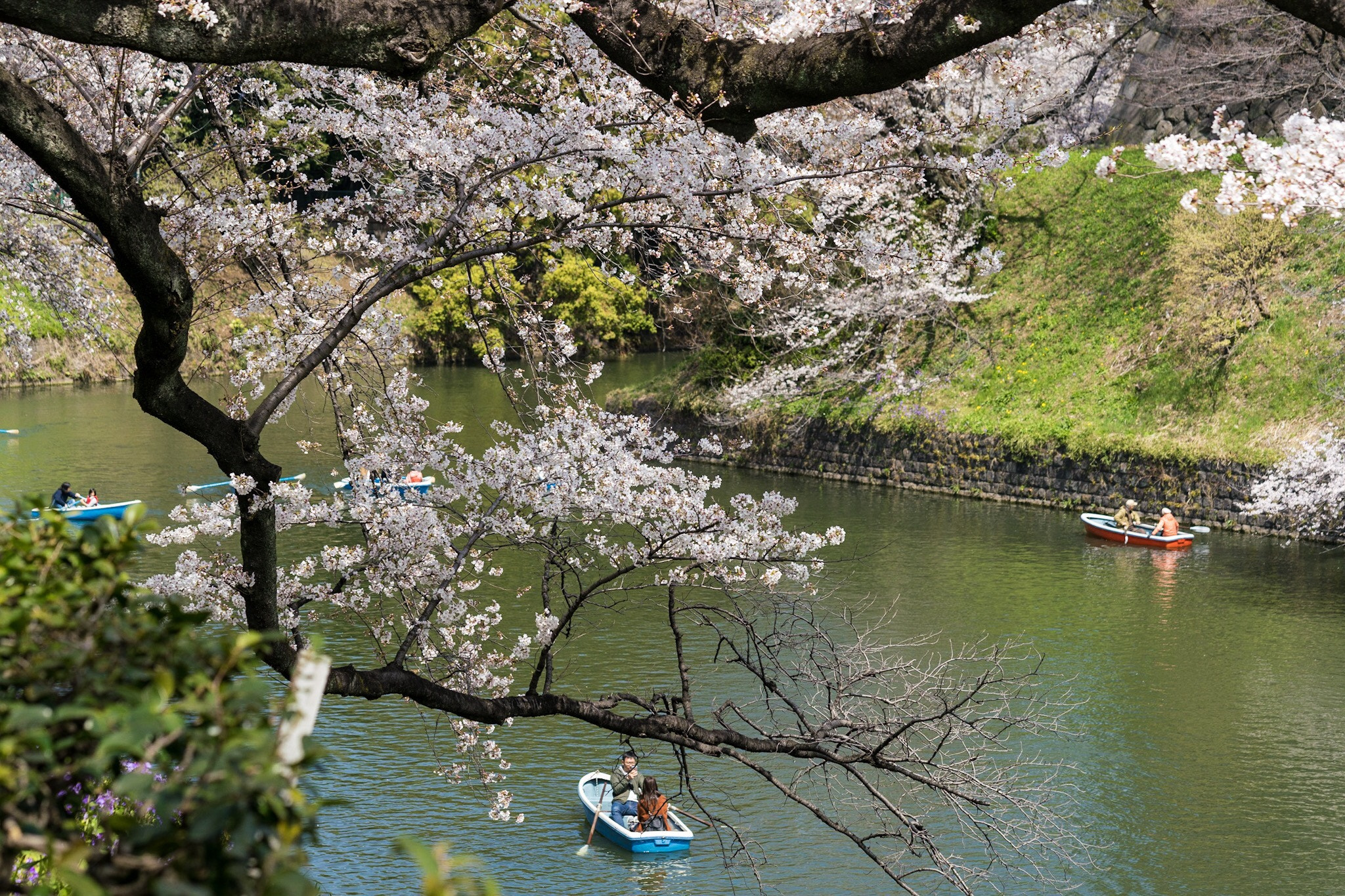 Sakura Boat