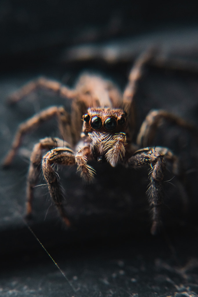 Loki the Spider by Kushal Singh on 500px.com