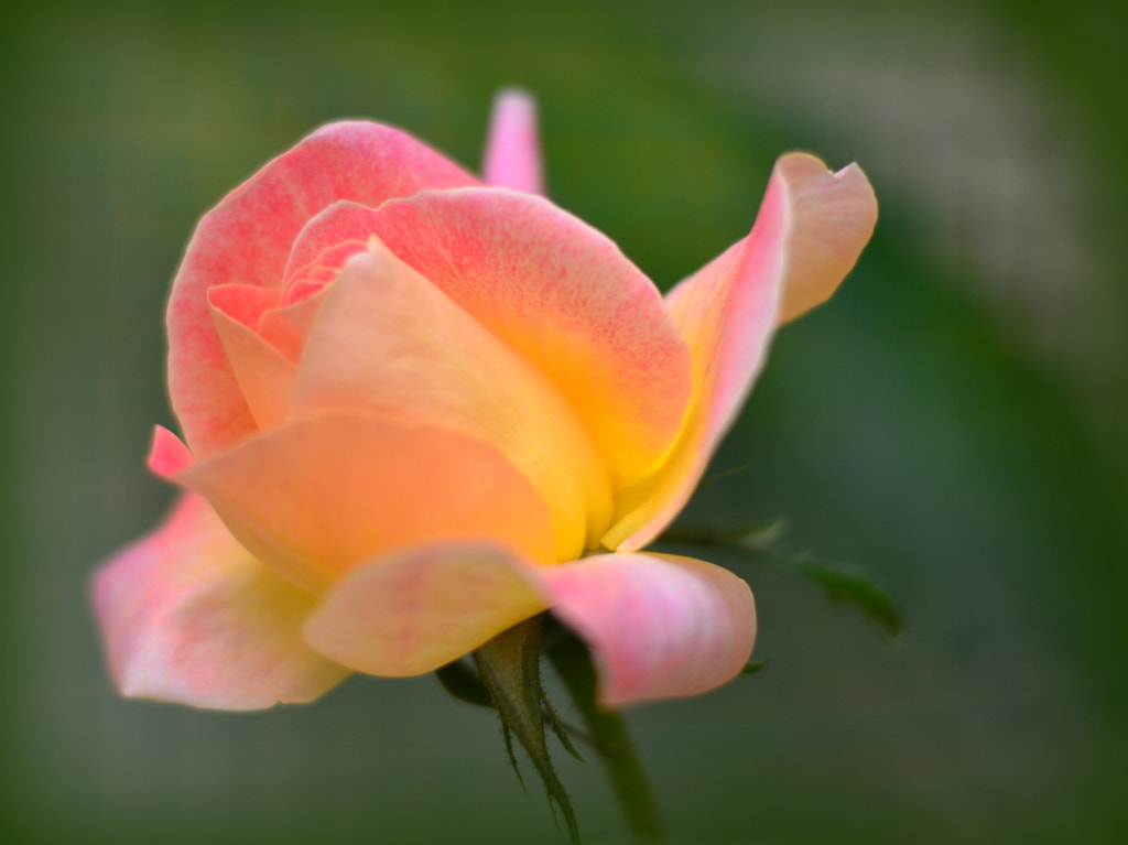 Budding Rose by Jean-Pierre Giorgio / 500px