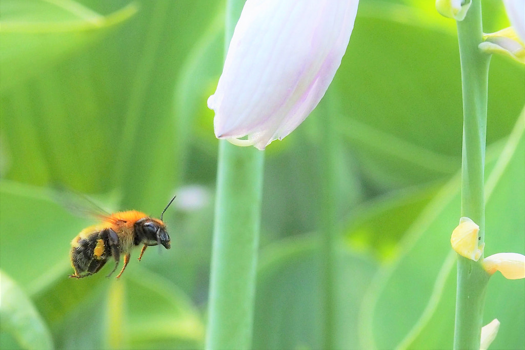 a bee and flower by shoji uno on 500px.com