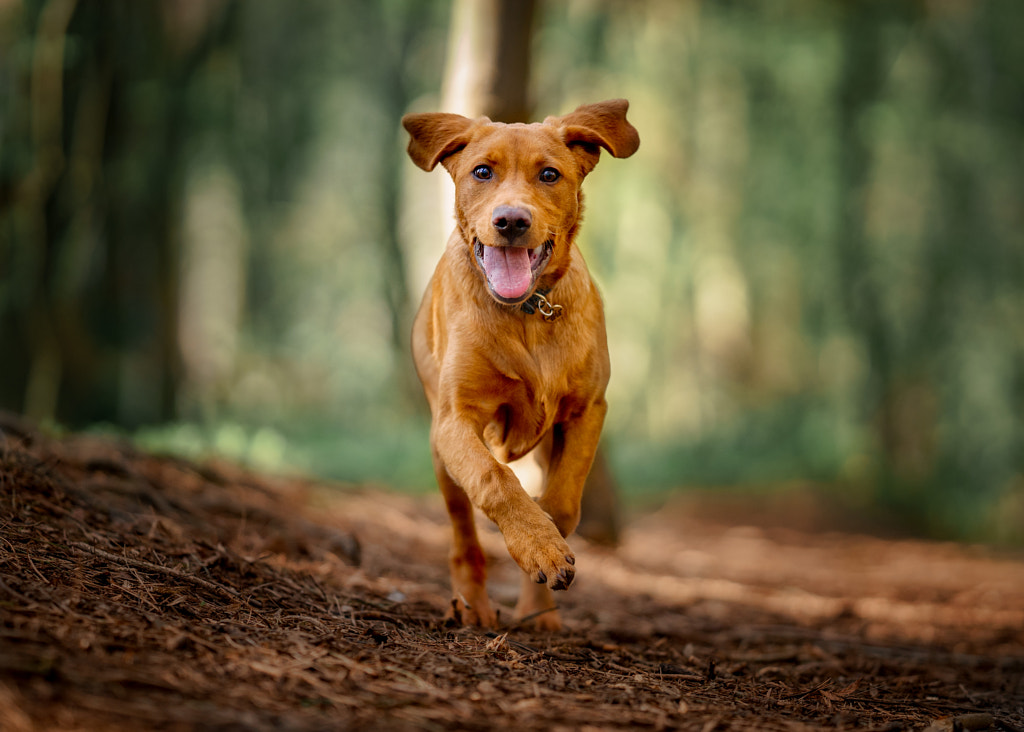 Monty by Mike Linnane on 500px.com