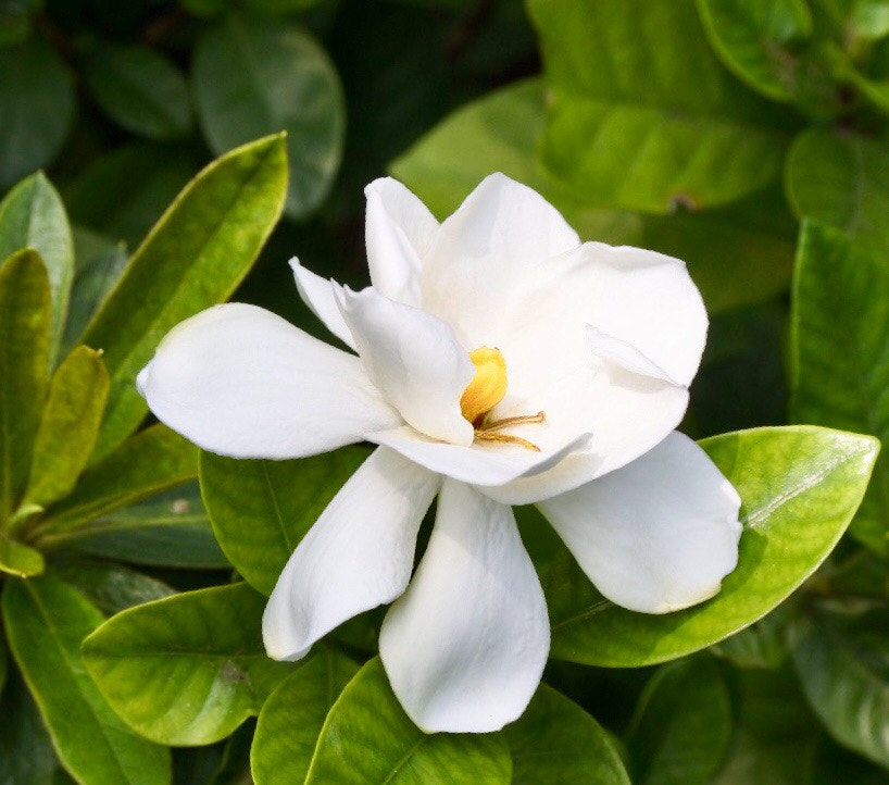 Gardenia