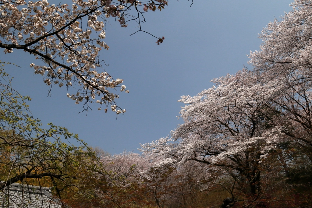 Sakura by flyingpenguin 70 on 500px.com