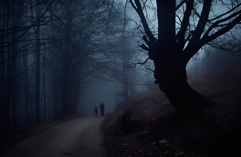 Dark forest 2 by Mugurel Motea on 500px.com