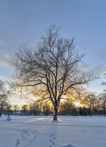 Winter tree by Markus Kauppinen on 500px.com