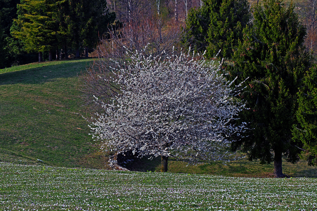 Springtime by umberto martinenghi on 500px.com