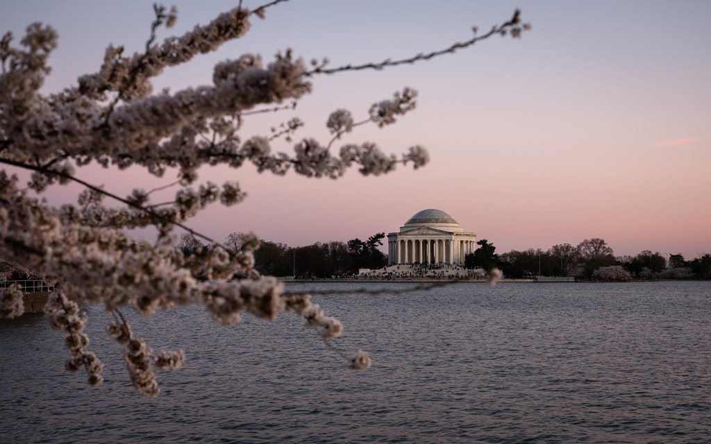 Cherry Blossom by Sobhi Dimachkieh on 500px.com