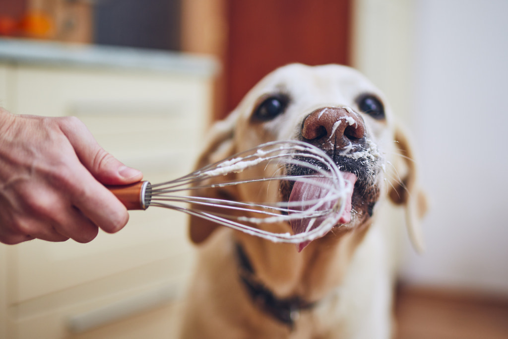 Dog licking cream by Jaromír Chalabala on 500px.com
