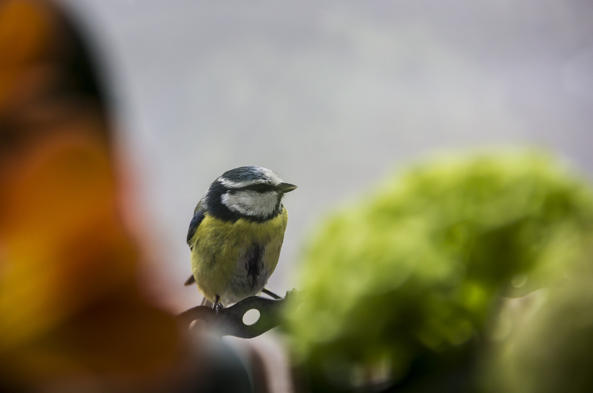 Cyanistes caeruleu