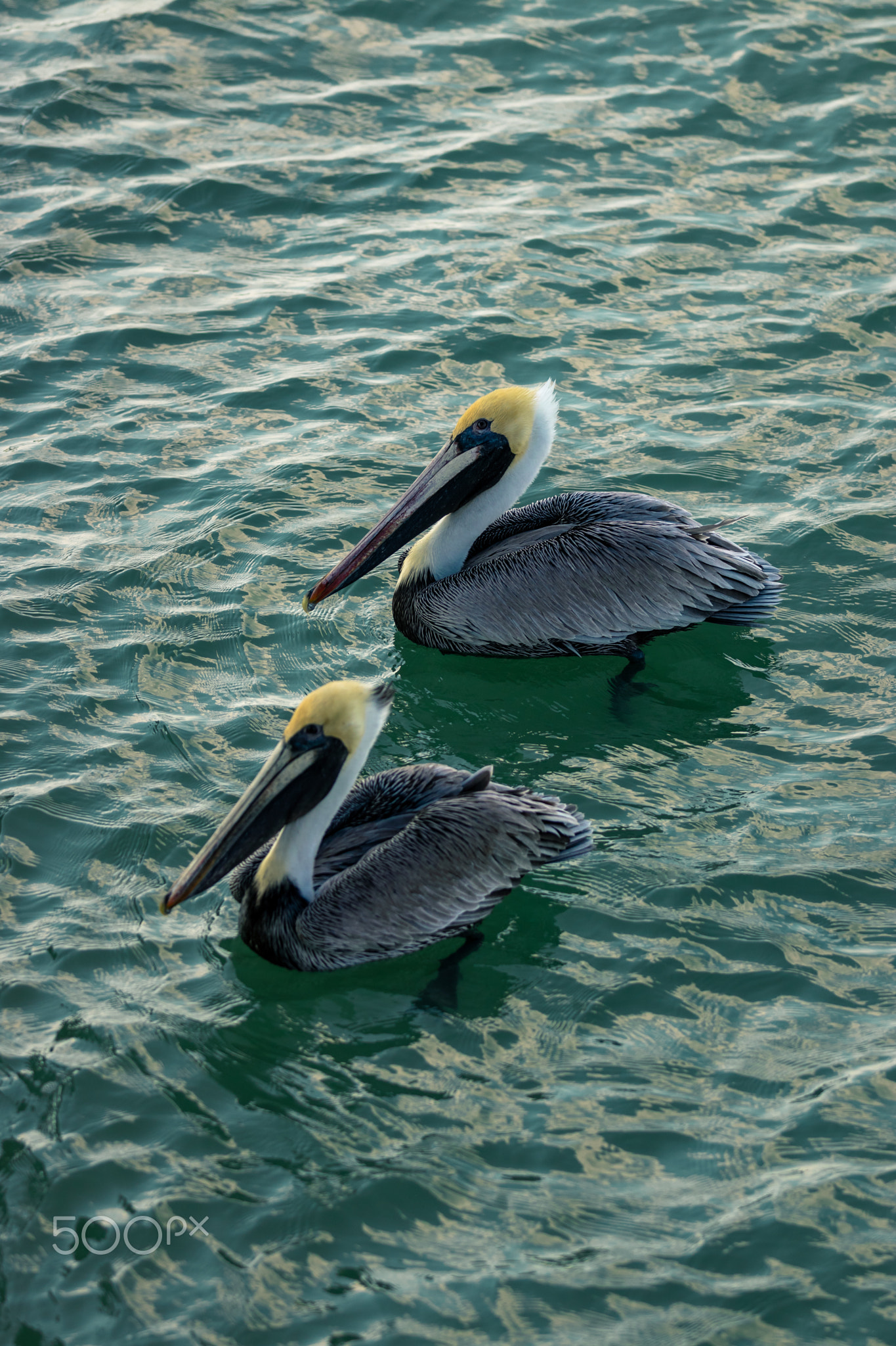 Pelicans in Naples Beach