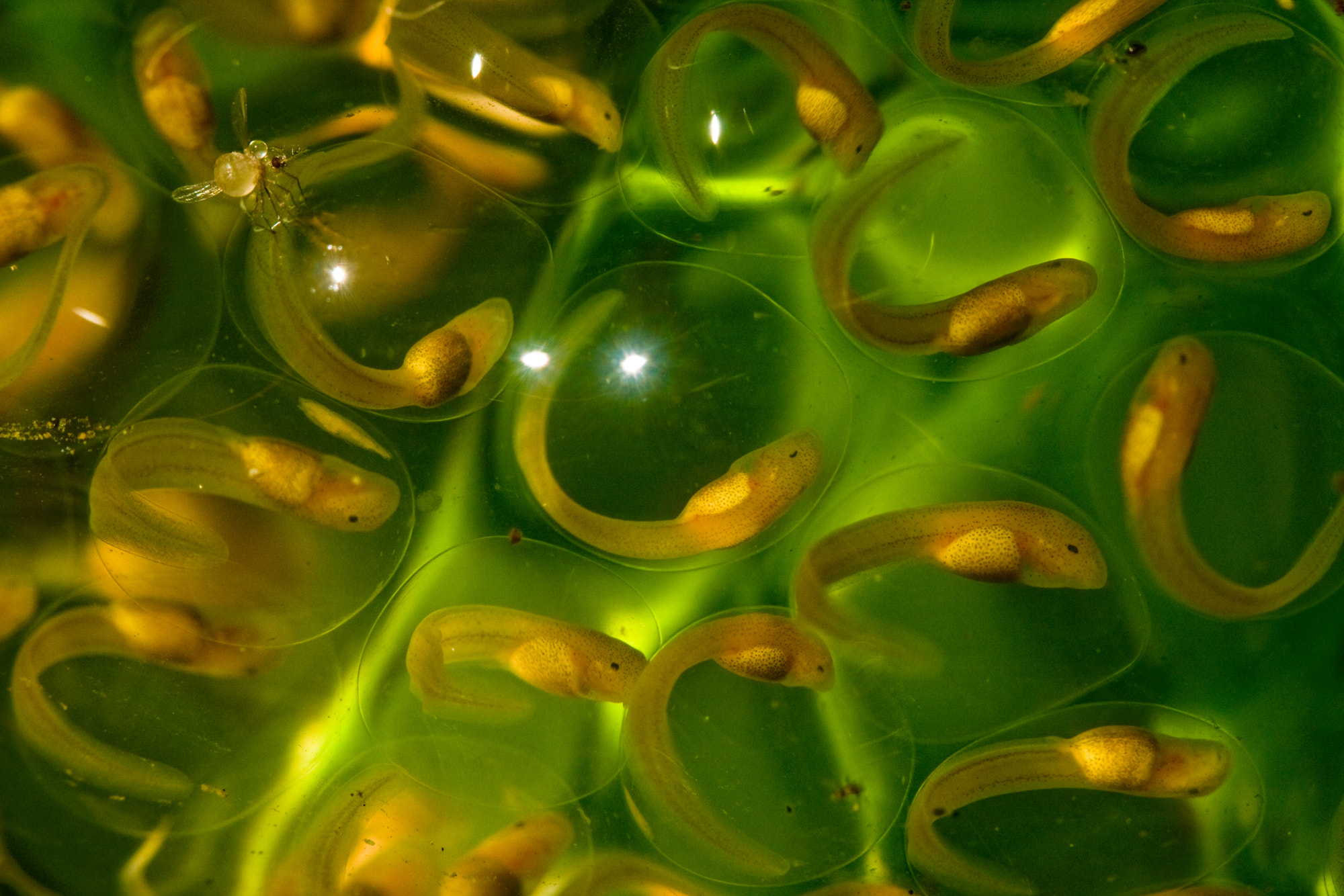 Glass Frog Eggs by Robin Moore / 500px