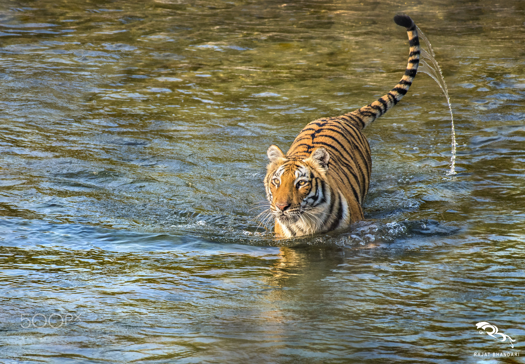 Bigcat sensational in water
