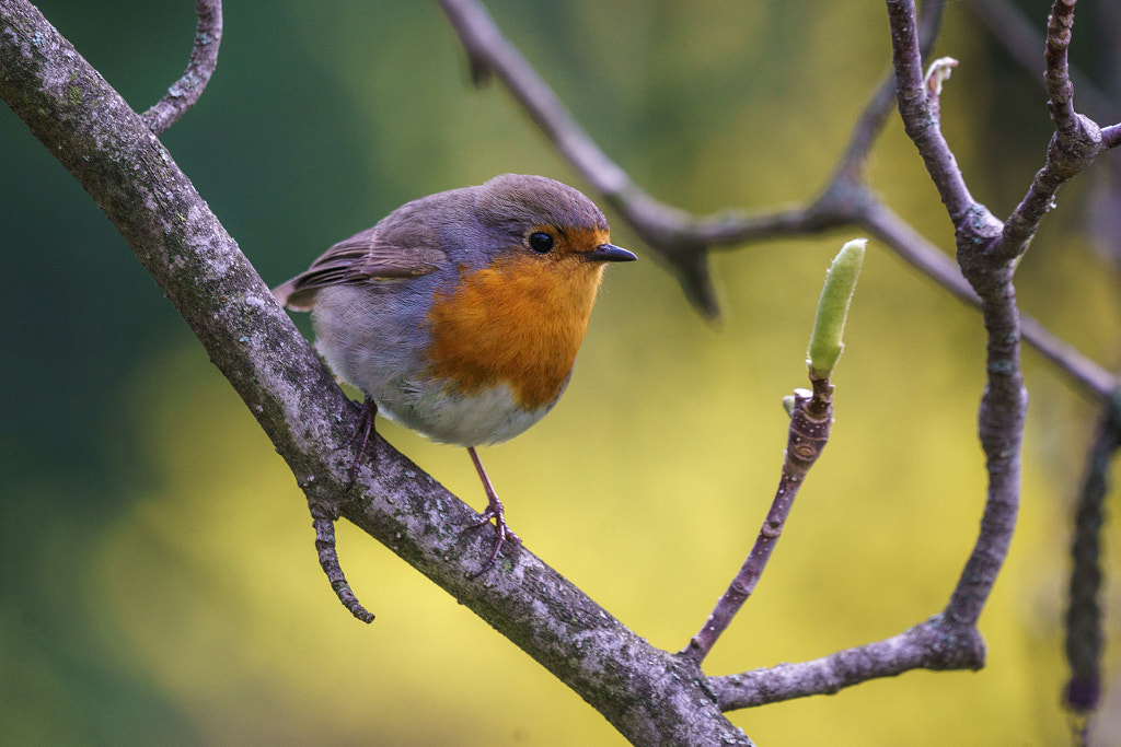 Robin redbreast by Nina Staykova on 500px.com