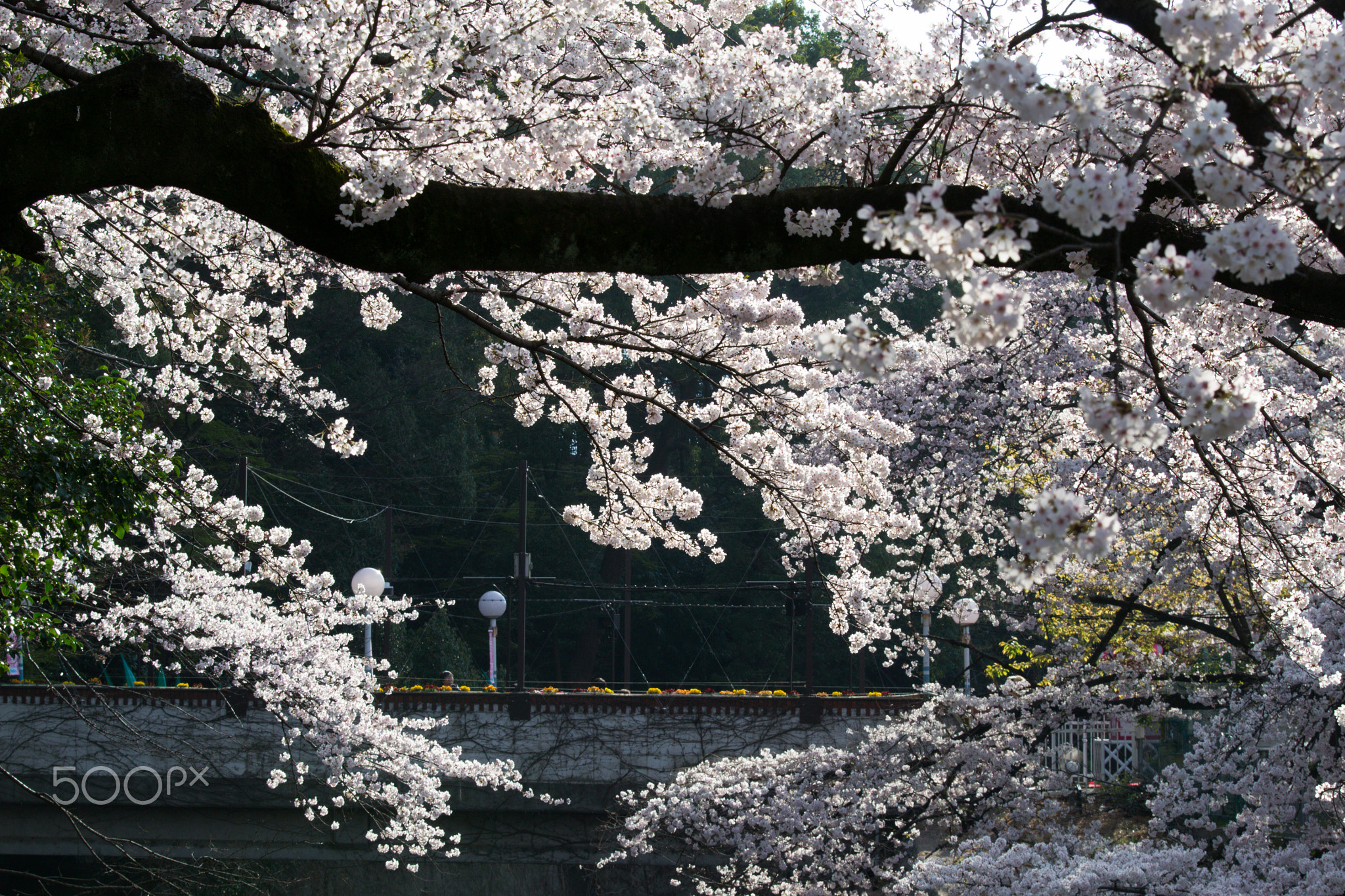 Toshimaen Park Sakura