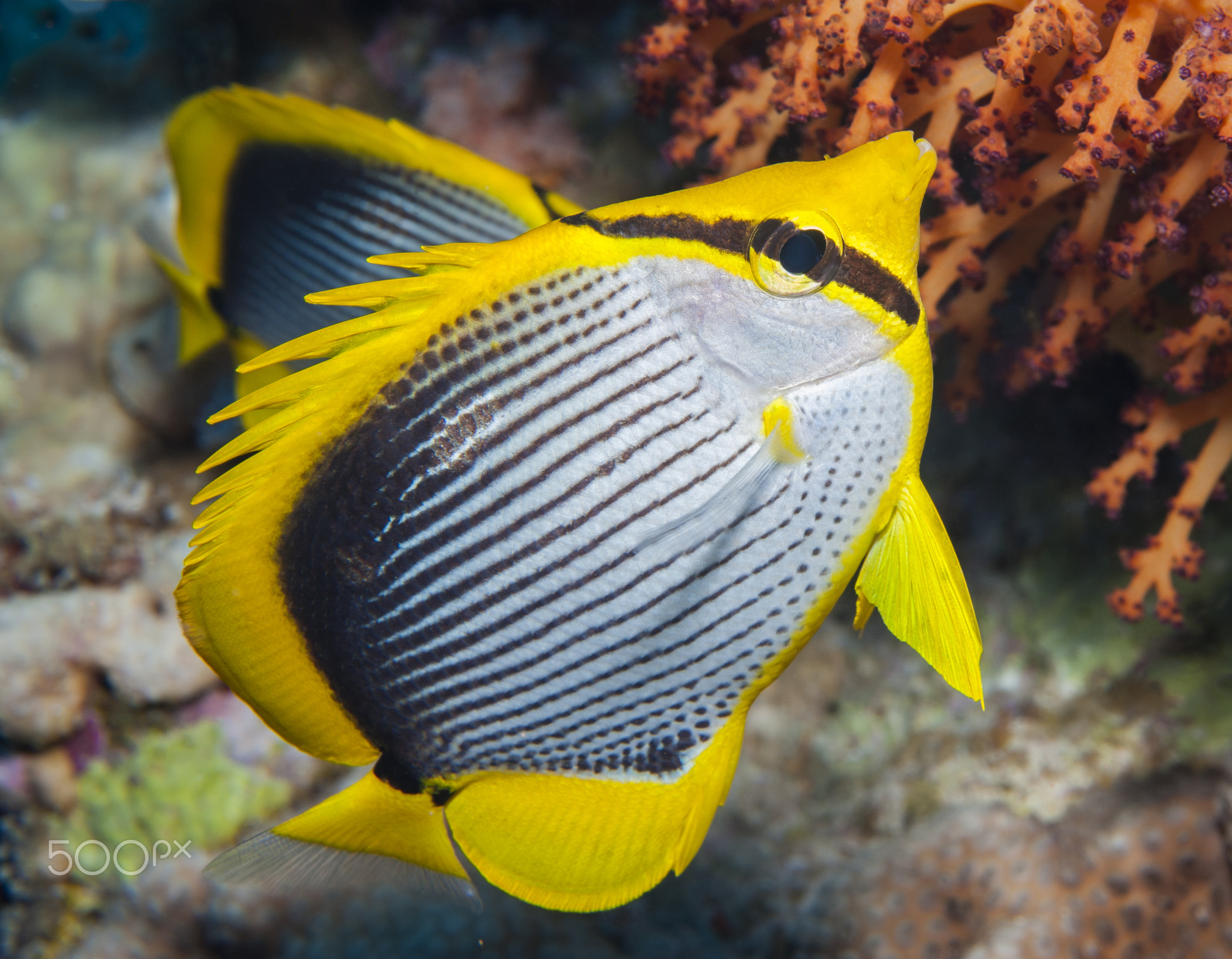 Blackbacked butterflyfish on a coral reef