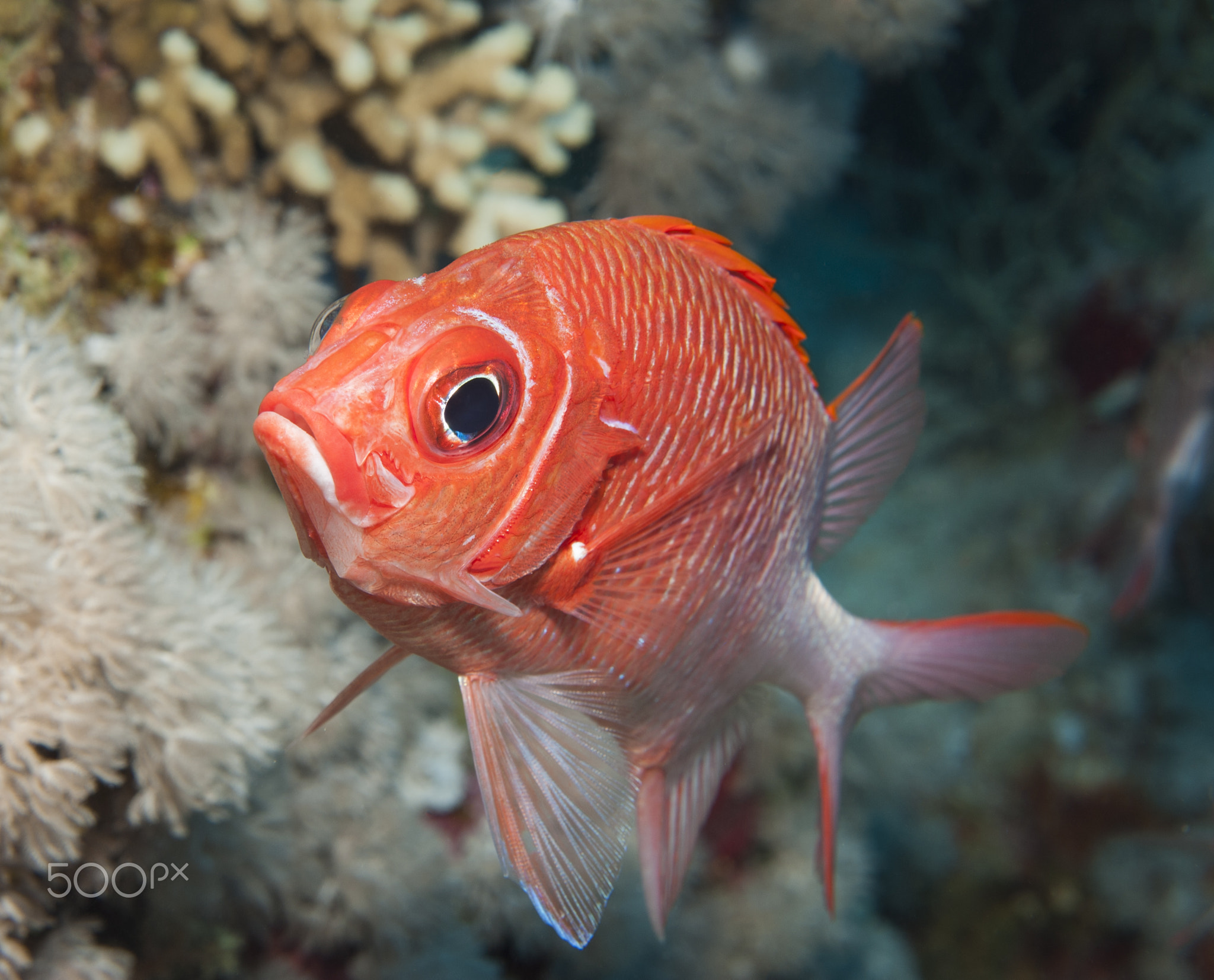 Tailspot squirrelfish on a coral reef